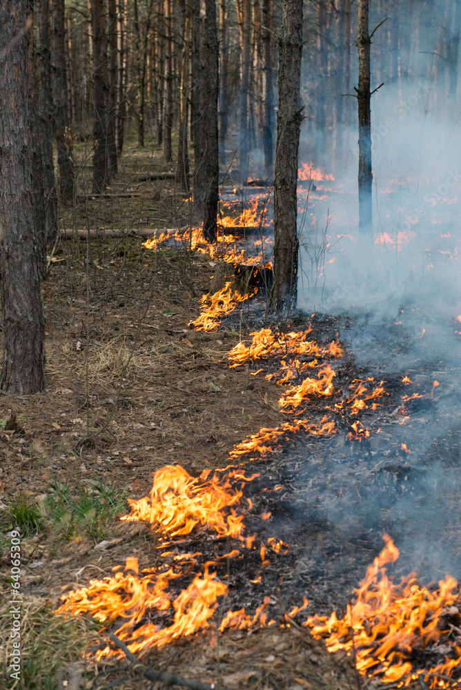 Starting of forest fire