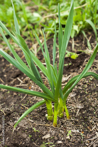 Green garlic growing on a soil
