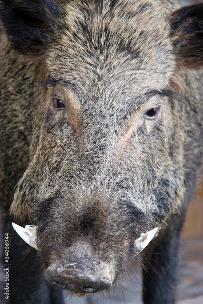 Fototapeta premium Cinghiale