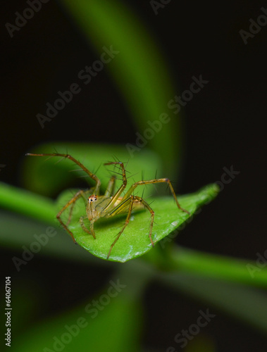 Vászonkép spider