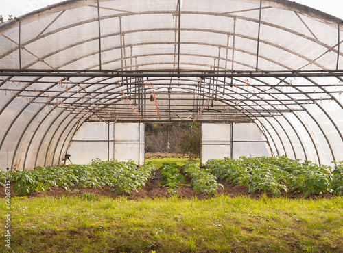 Greenhouse detail