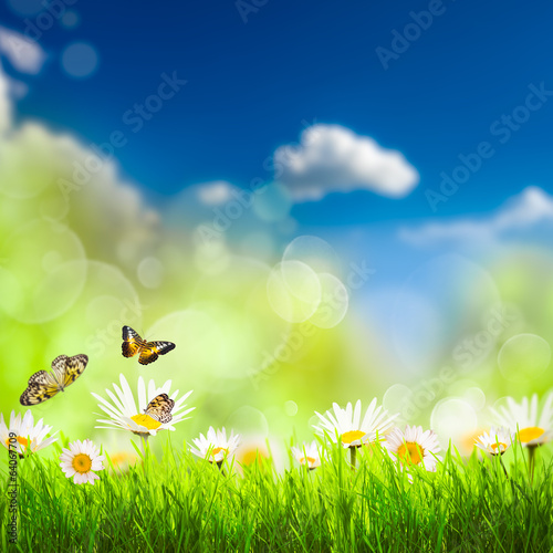 Spring background with grass and camomiles