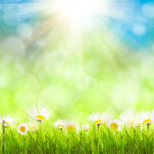 Spring background with camomiles © oksix