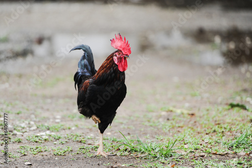 Cockerel with a red comb