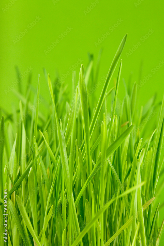 Obraz premium Green grass