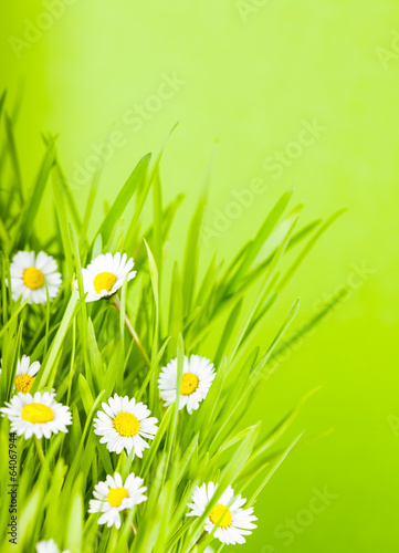 green grass and daisy
