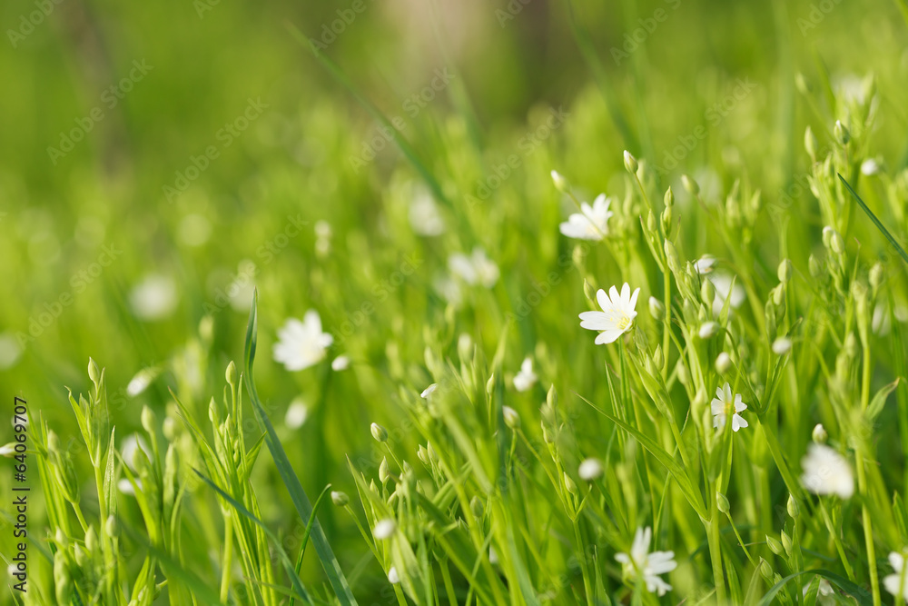 Thickets of flowers Thickets of flowers