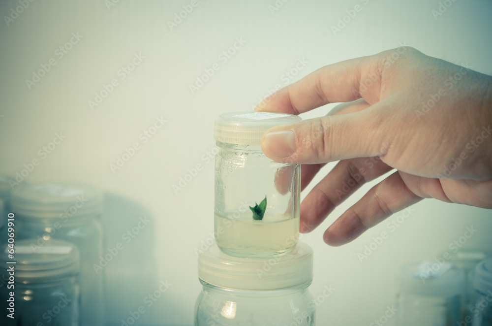 experiment of plant tissue culture in the laboratory experiment of plant tissue culture in the laboratory