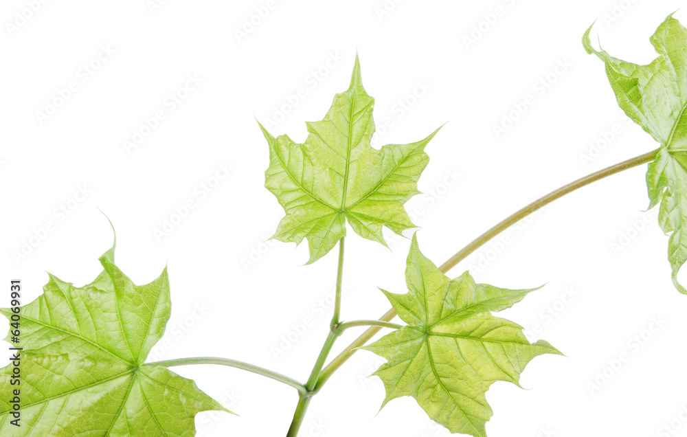 Branch with green fresh leaves of the maple Branch with green fresh leaves of the maple