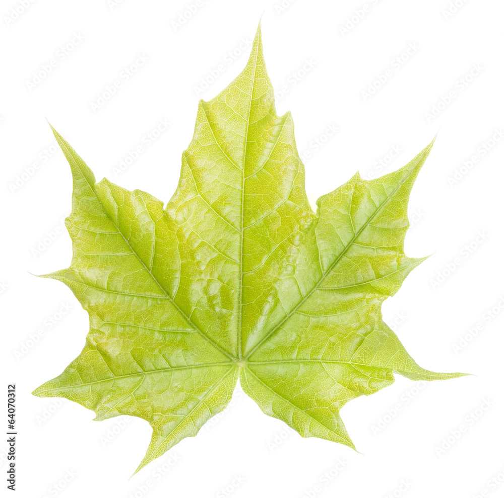 Fototapeta premium Green maple leaf isolated on white