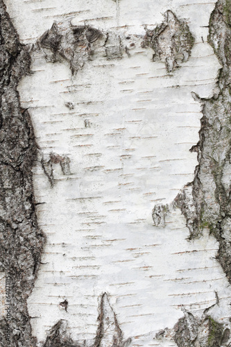 White birch tree texture abstract background
