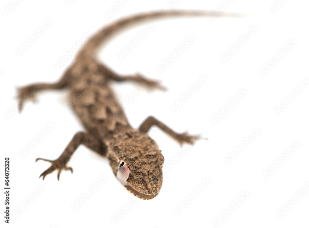 Naklejka premium lizard on a white background. Macro