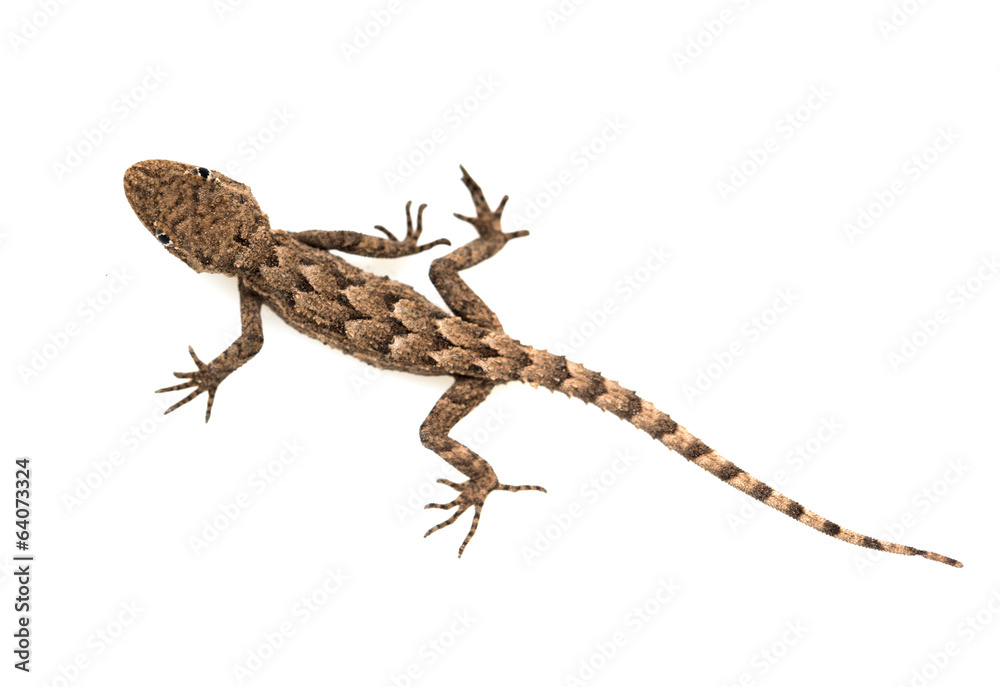 Naklejka premium lizard on a white background. Macro