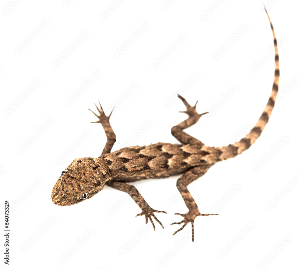 Naklejka premium lizard on a white background. Macro