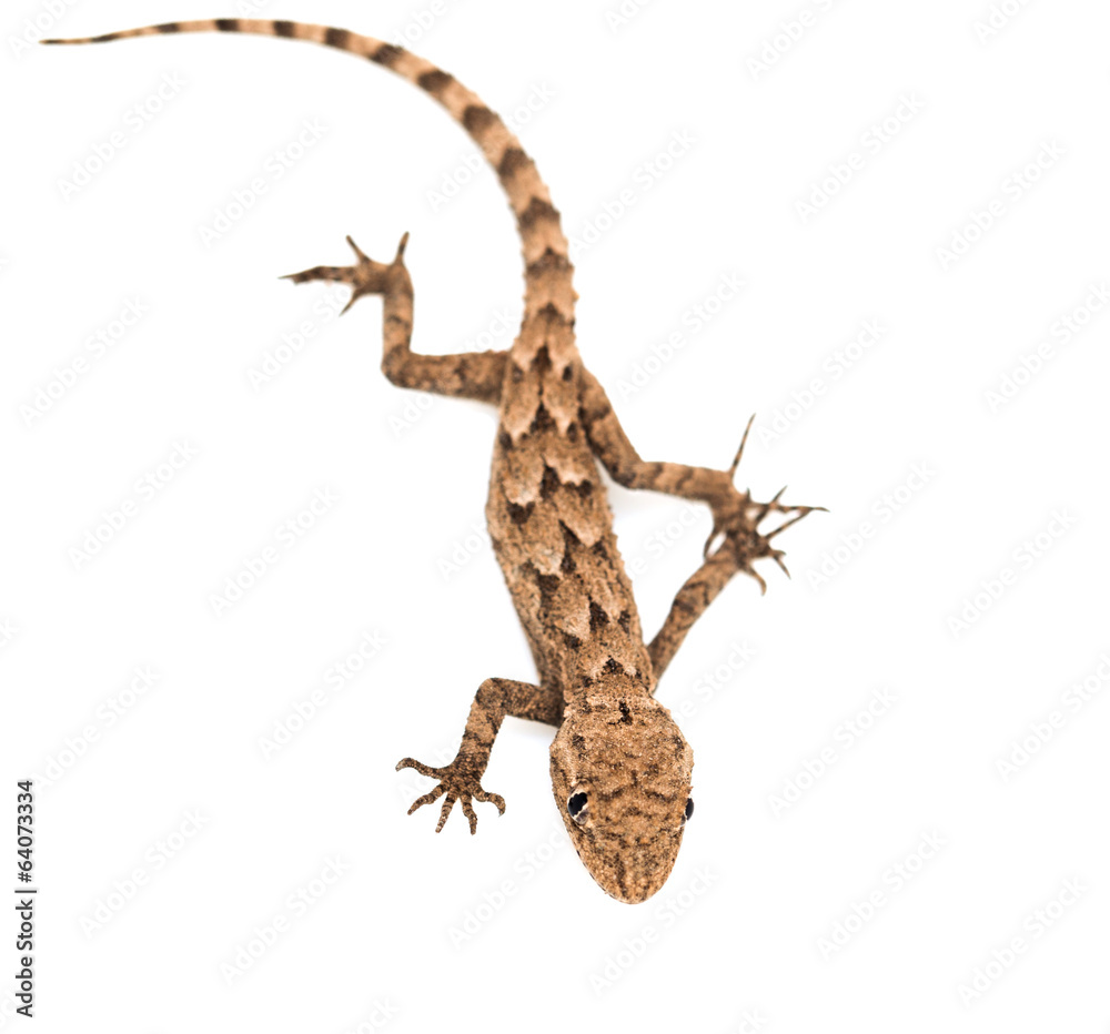 Naklejka premium lizard on a white background. Macro