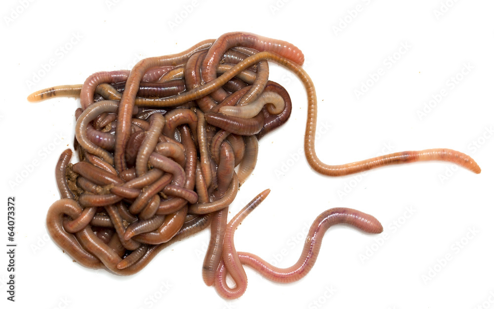 Obraz premium earthworms on a white background. Macro