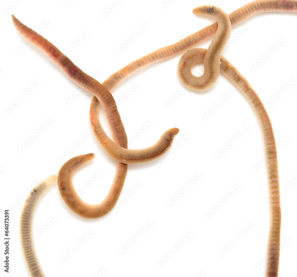 Obraz premium earthworms on a white background. Macro