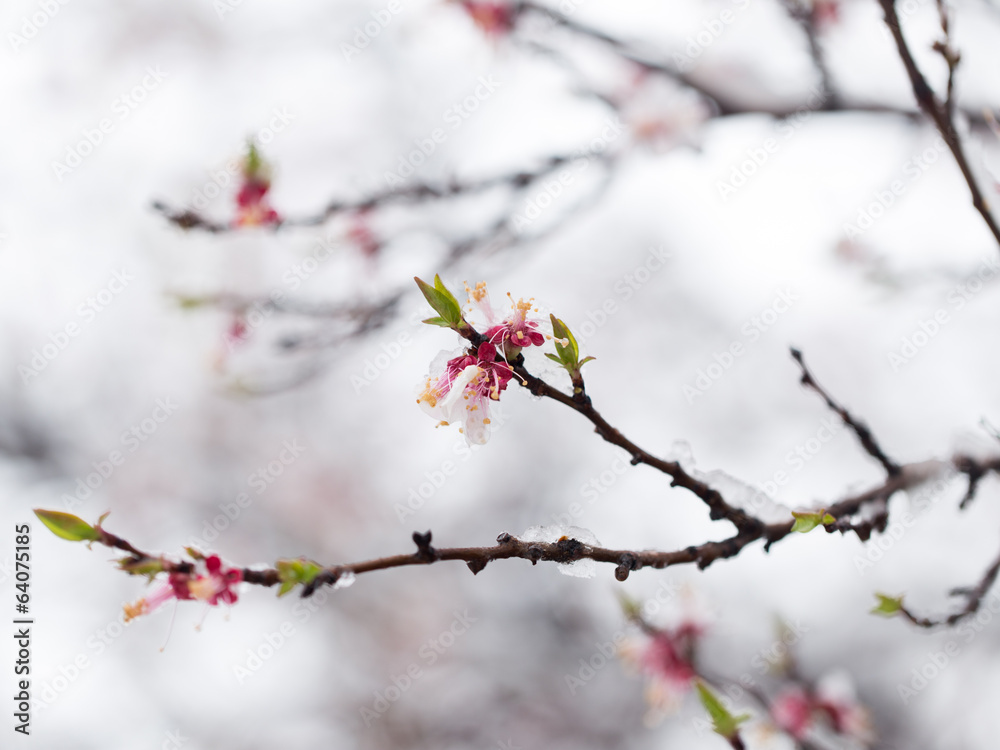 Snow on the trees in spring colors Snow on the trees in spring colors