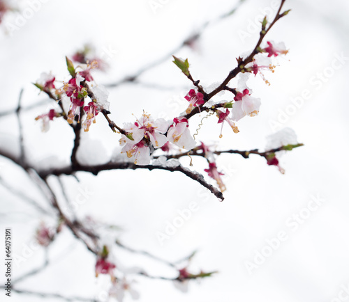 Snow on the trees in spring colors