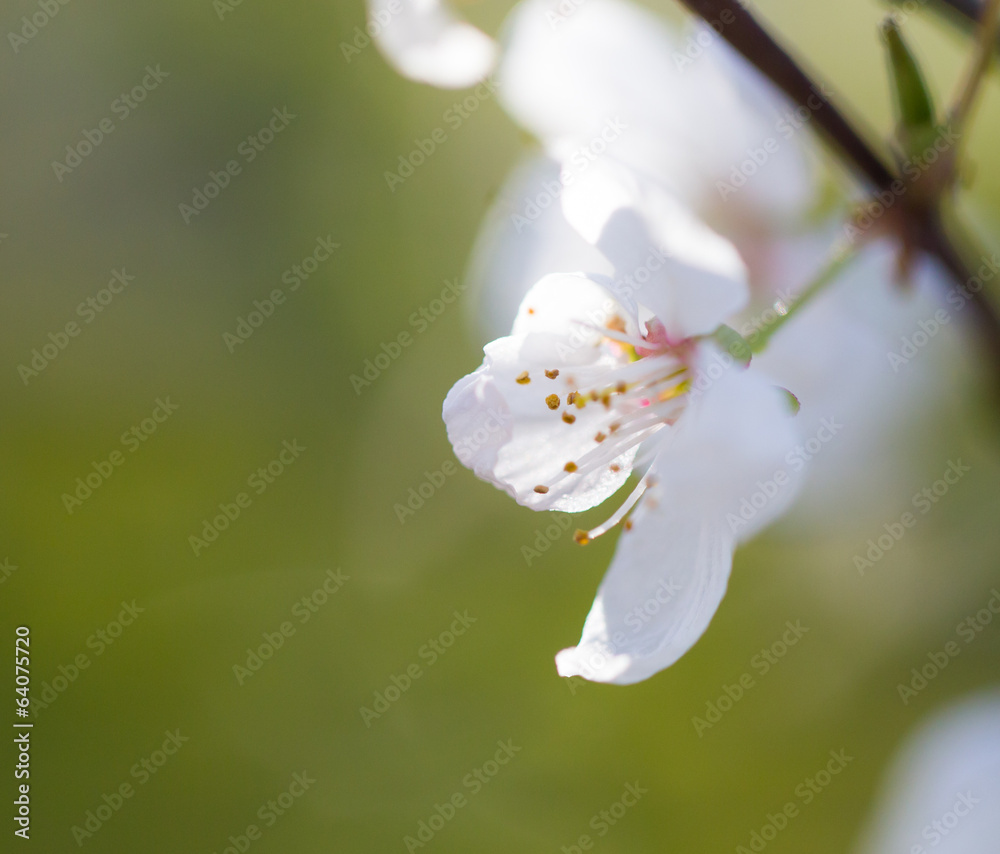beautiful flowers on the branches of a tree beautiful flowers on the branches of a tree
