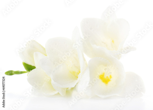 Delicate freesia flower isolated on white