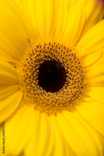 beautiful background of yellow flower