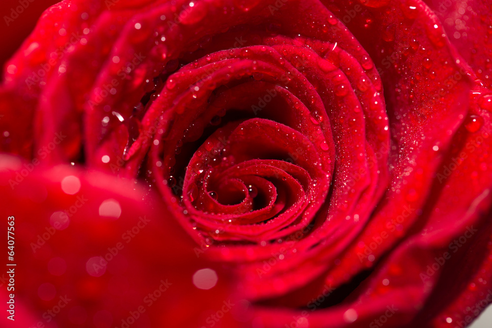 water drops on roses. macro water drops on roses. macro