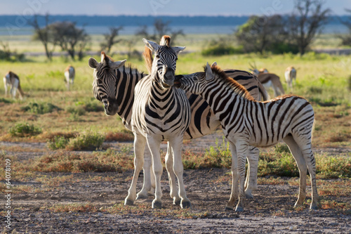 Zebra family at Etosha National Park