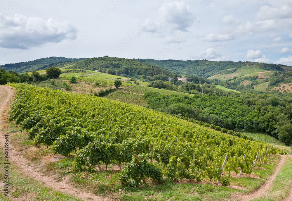 Vineyards in the wine making region of Beaujolais, France