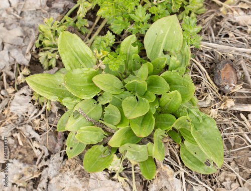 garden sorrel photo