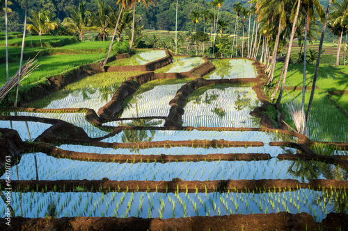 Fototapeta Naklejka Na Ścianę i Meble -  terraced rice fields around Senaru, Lombok, Indonesia, Asia