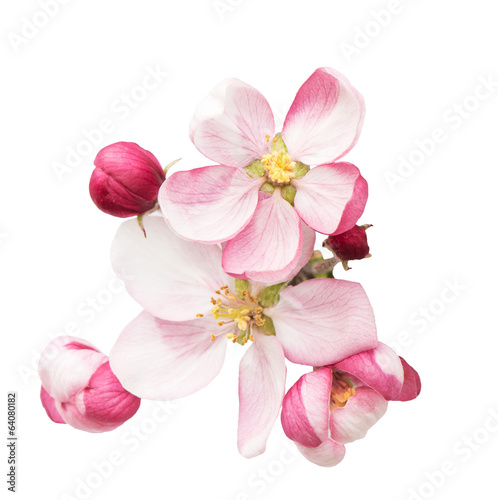 spring blossoms. apple tree flowers isolated on white