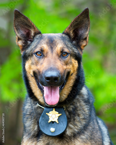 Portrait of working police dog