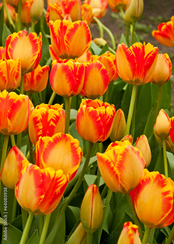 Beautiful tulips