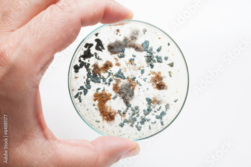 Quadro em tela Petri dish