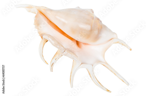 Beautifiul ocean shell isolated on white