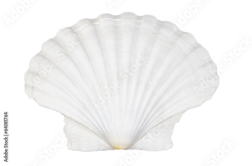 Beautifiul ocean shell isolated on white