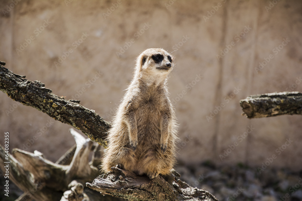 Fototapeta premium Meerkat standing alone