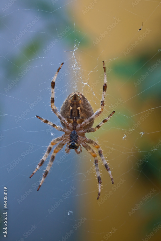 Spider