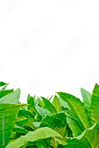 green tobacco field on white background