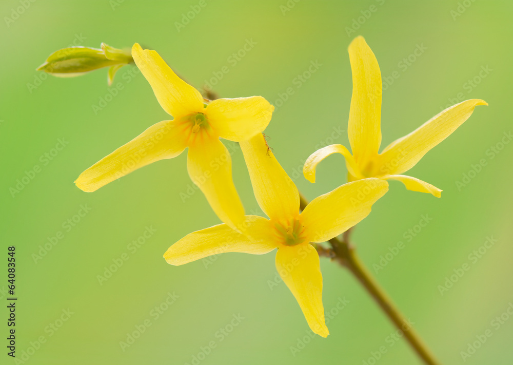 Fototapeta premium Spring flower