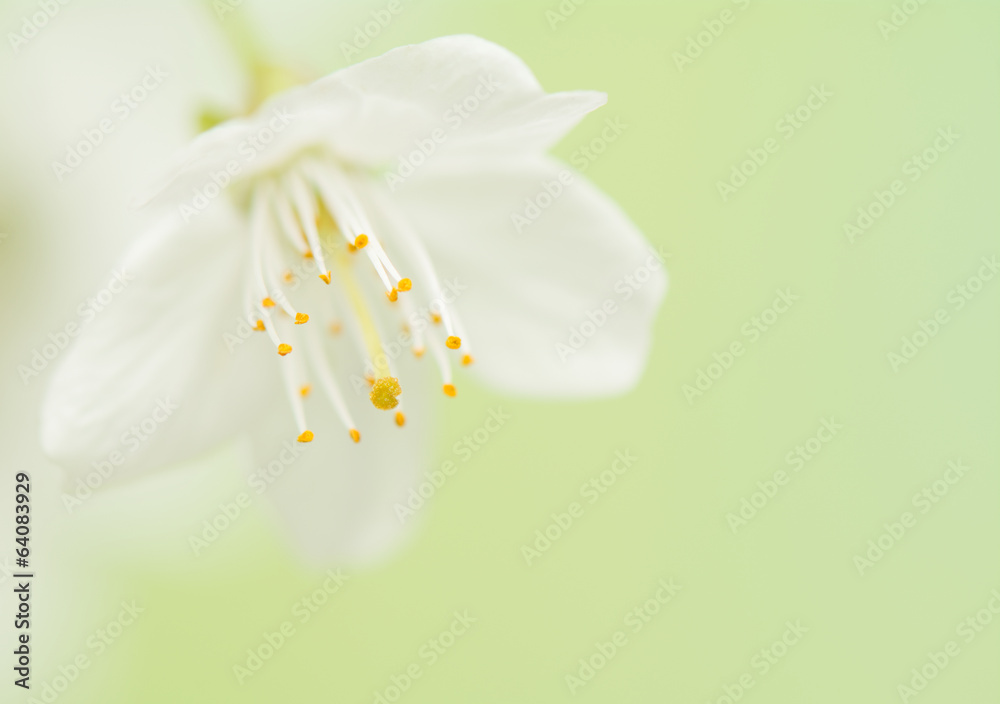 Obraz premium Spring flower