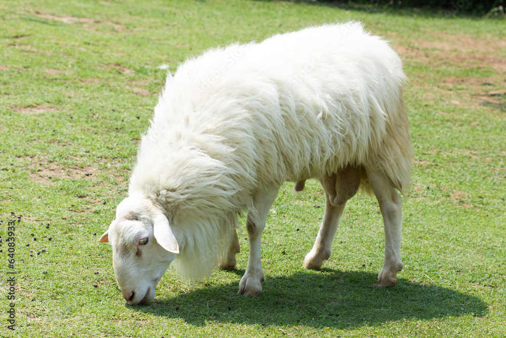 Obraz premium White Woolly Sheep