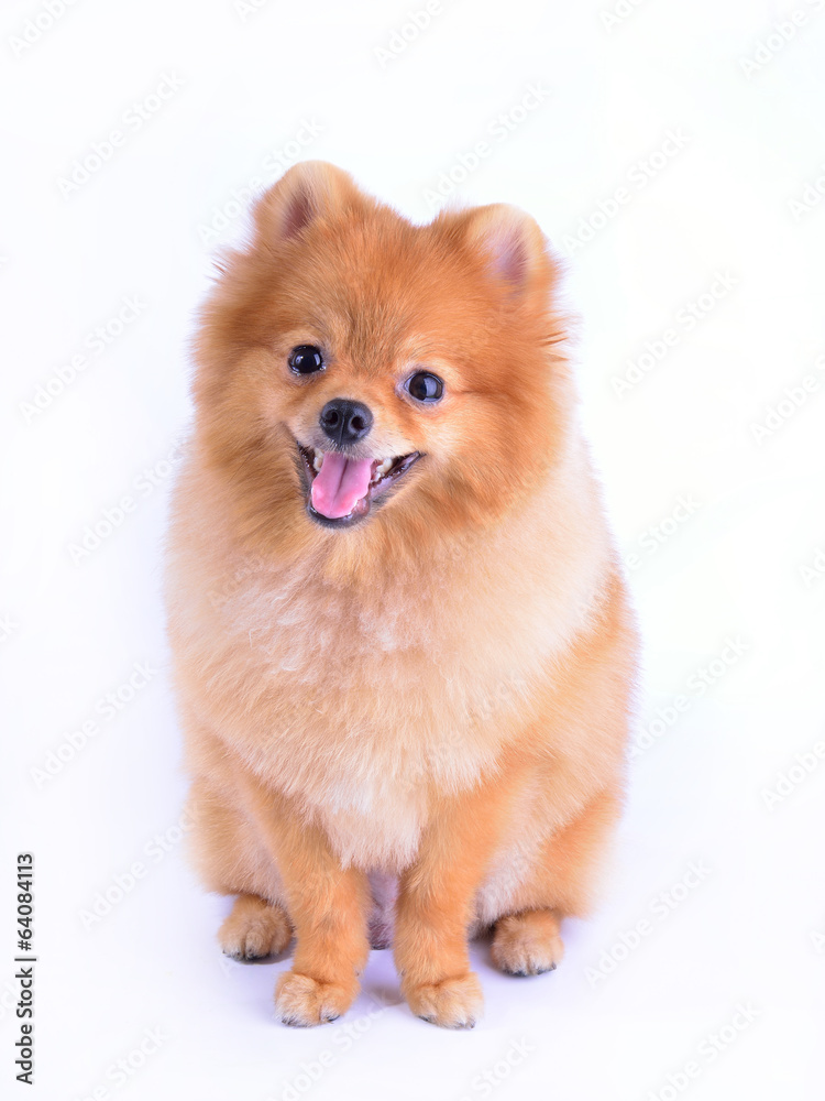 pomeranian dog isolated on white background pomeranian dog isolated on white background