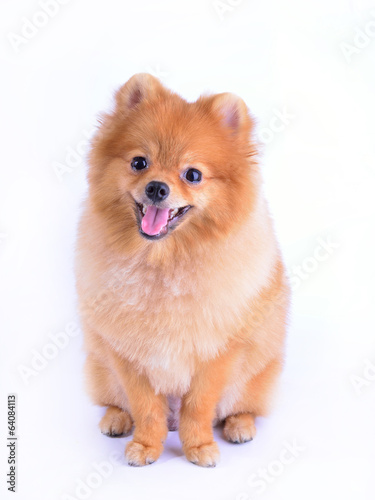 pomeranian dog isolated on white background