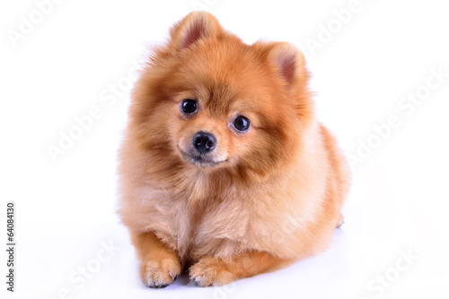 Fototapeta Naklejka Na Ścianę i Meble -  pomeranian dog isolated on white background