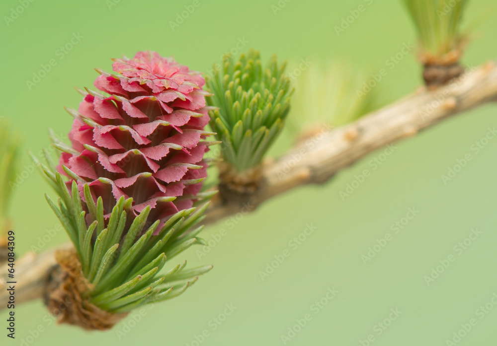 Fototapeta premium Larch flower
