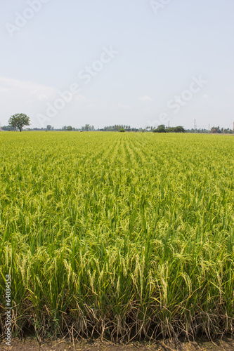 The beautiful landscape of rice fields in Thailand.