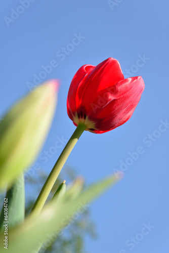 Beautiful red tulip flower