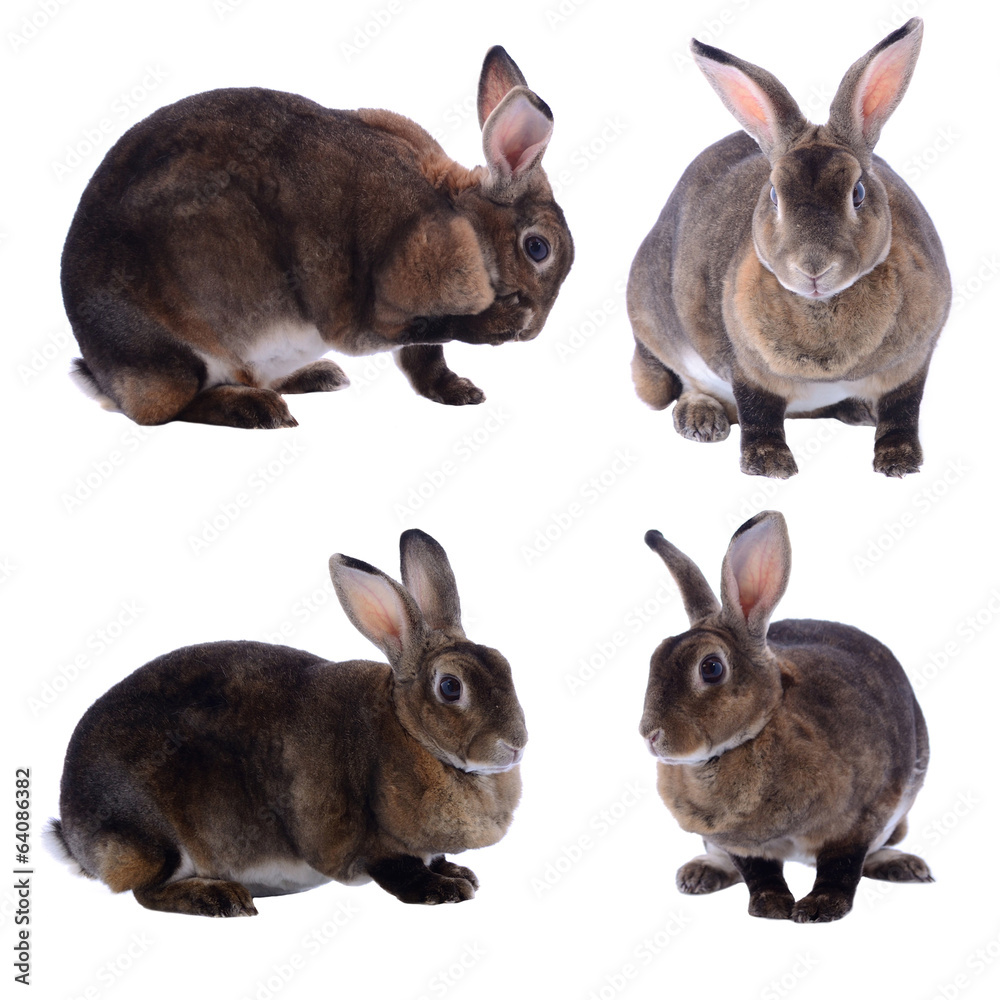 Fototapeta premium Adorable rabbit isolated on a white background